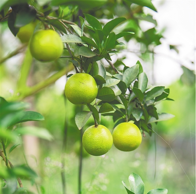 海南福橙‘‘优质丰产’’种植技术及采前管理