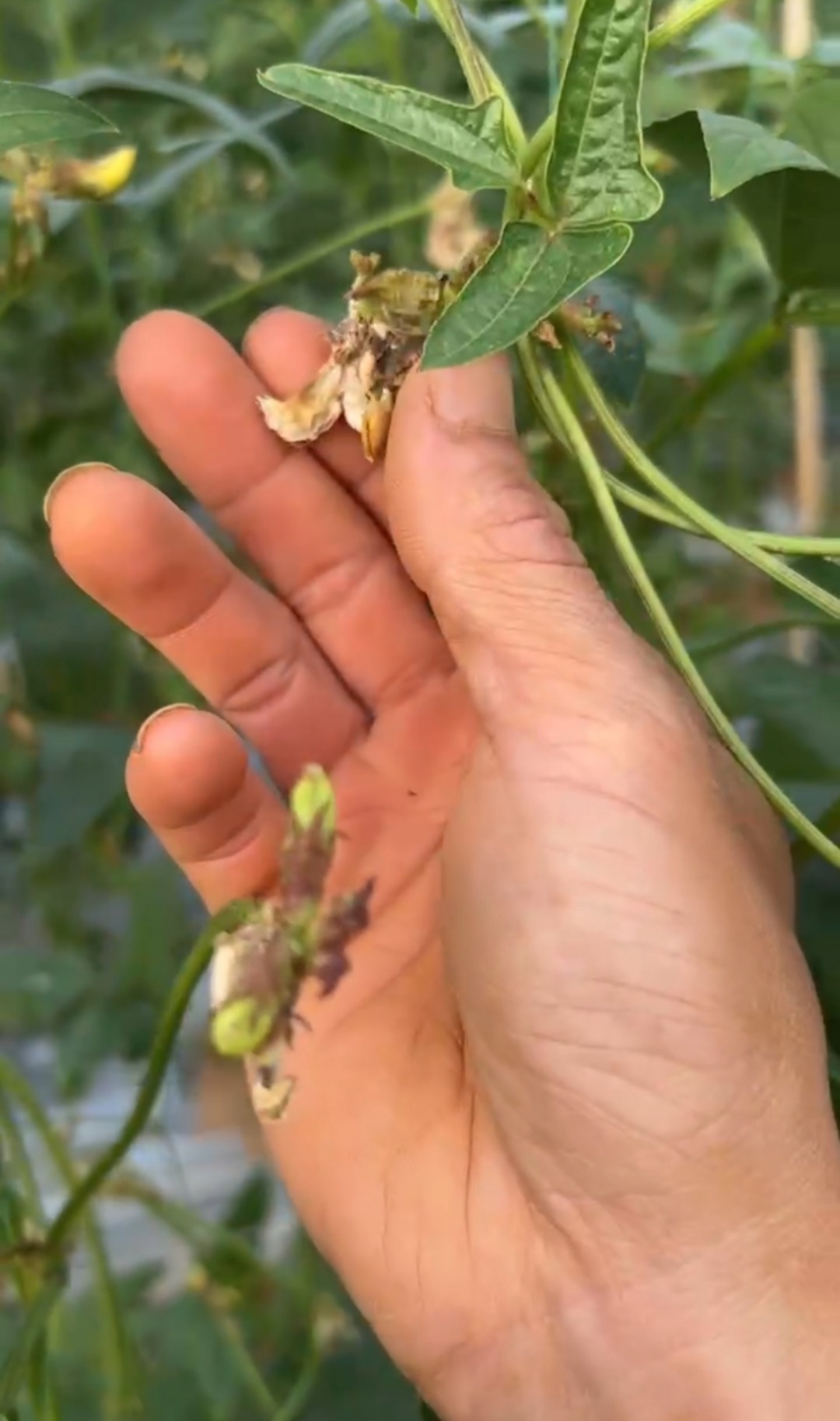 豆角败花落花严重,什么原因?