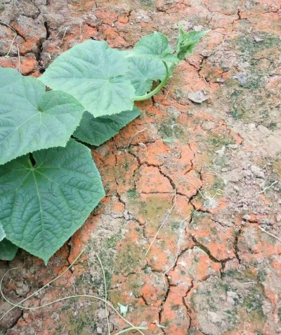 地里长青苔、红苔咋整？农技员教你根治！