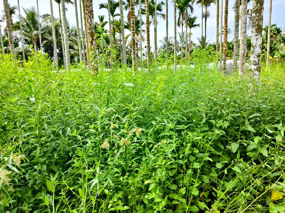 除草剂选不对？白花钱还伤作物！一文教你精准选用，对症除草