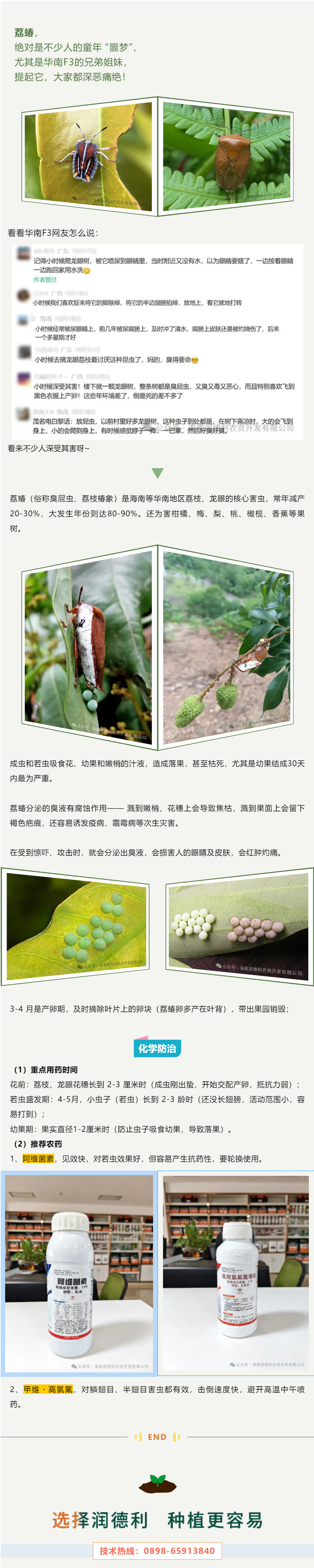 每天认识一种害虫——荔蝽.png