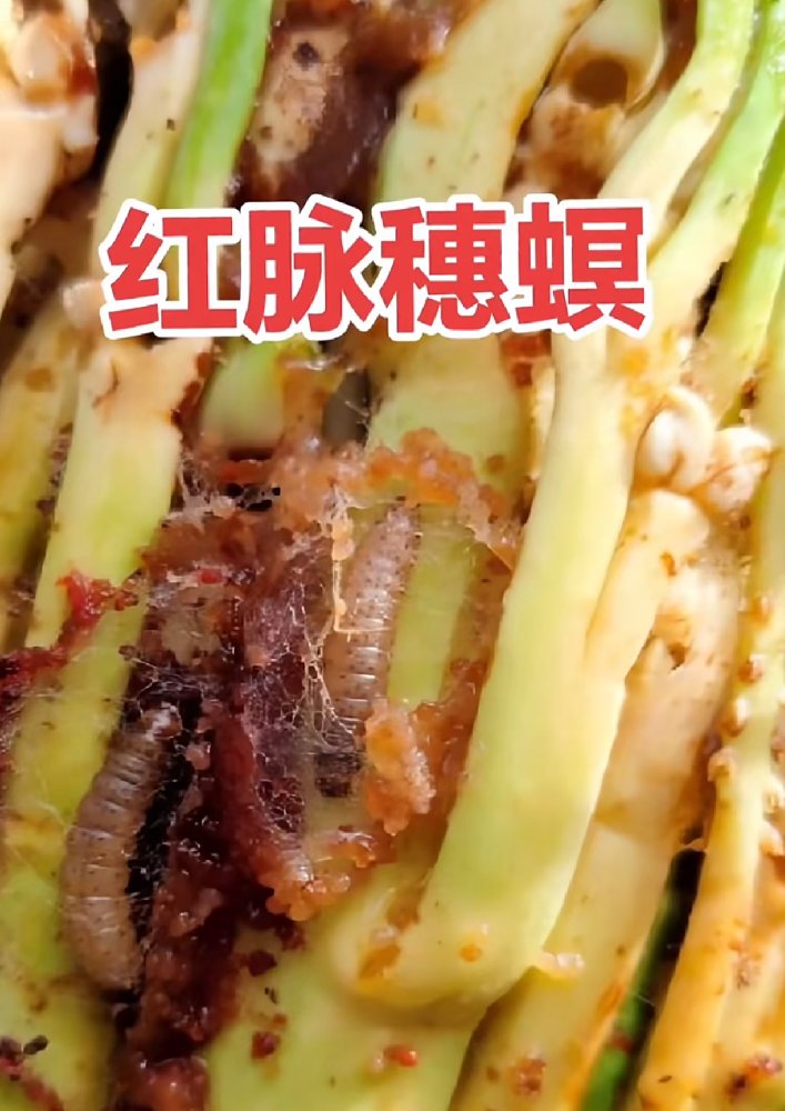 【科普】每天认识一种害虫——红脉穗螟